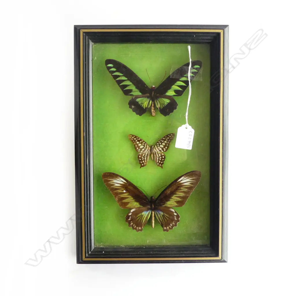 FRAMED BUTTERFLIES 300x170mm Image 1++
