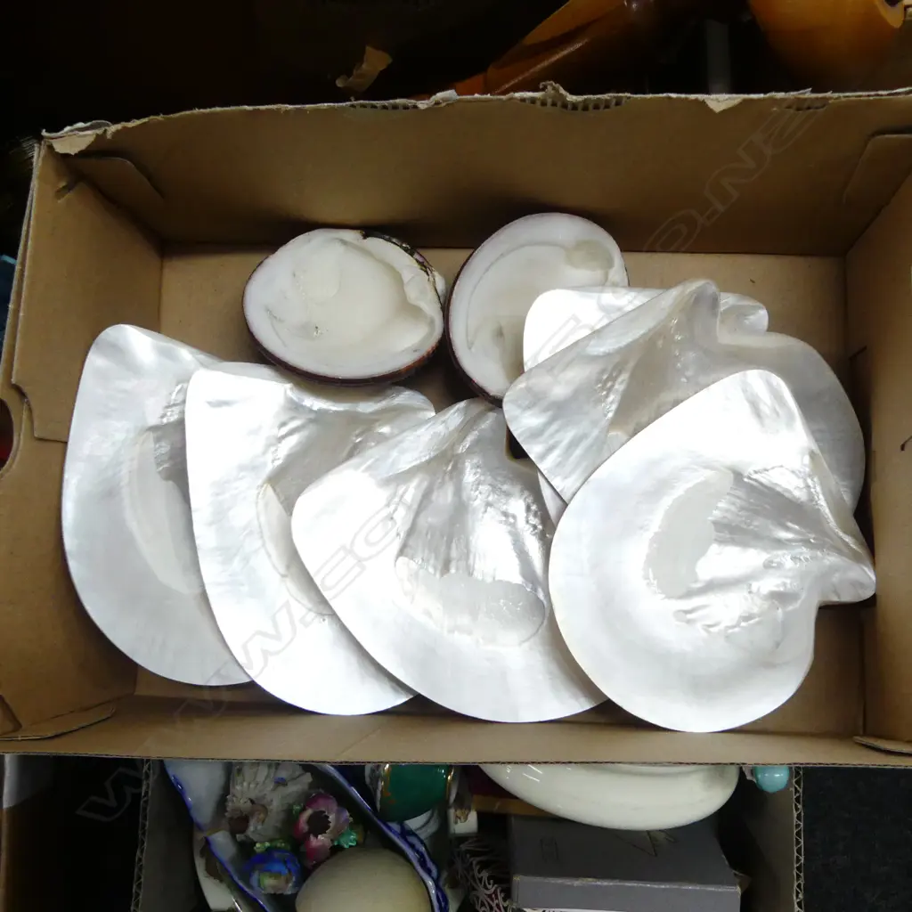 ASST. MOP SHELLS etc Image 1++