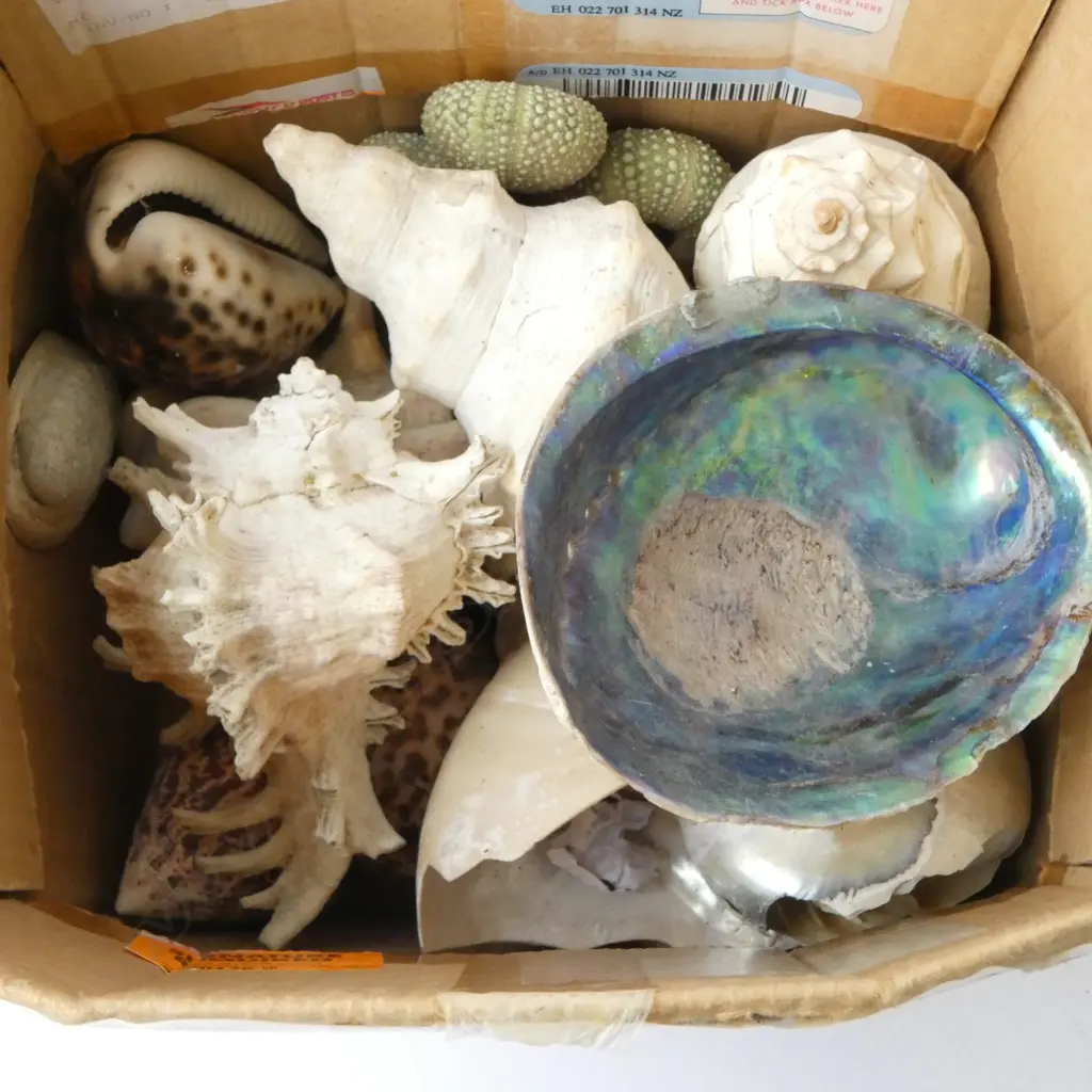 ASST. SHELLS Image 1++