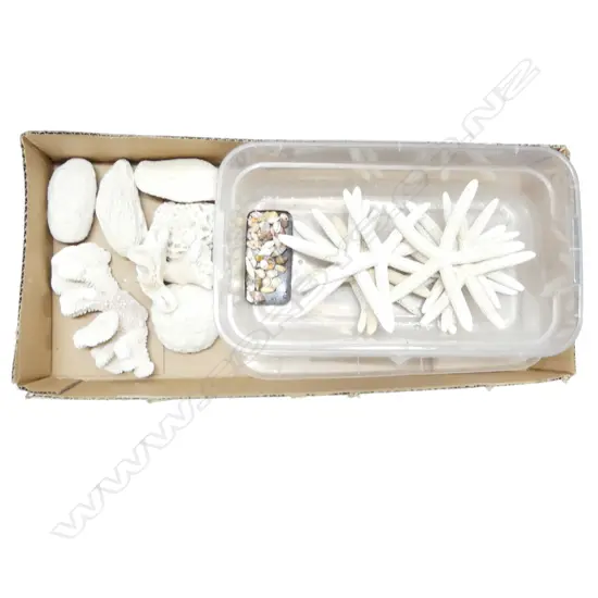 ASST. SHELLS, CORAL & STARFISH etc