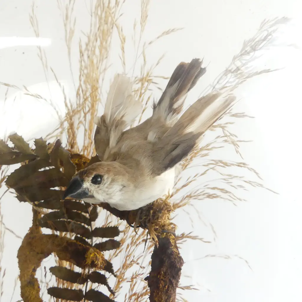 VICTORIAN GLASS DOME w. BIRDS H.440mm Image 1++