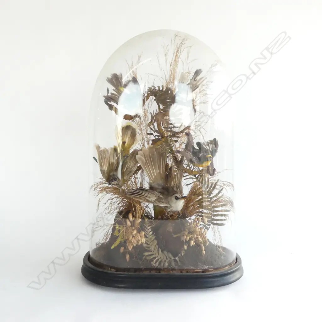 VICTORIAN GLASS DOME w. BIRDS H.440mm Image 1++