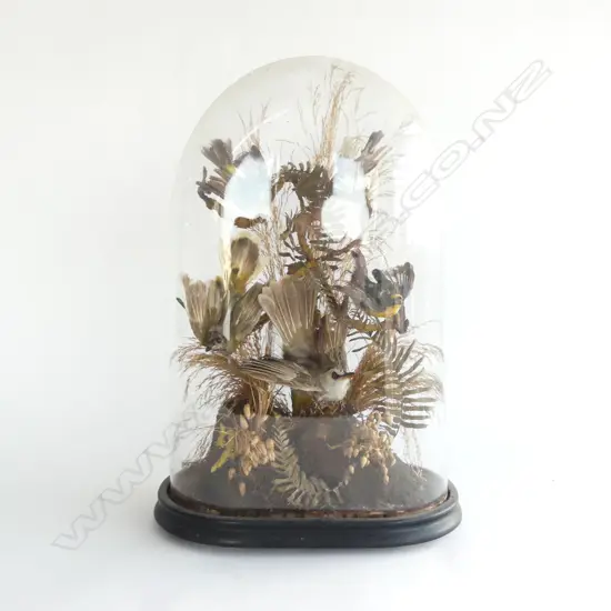 VICTORIAN GLASS DOME w. BIRDS H.440mm