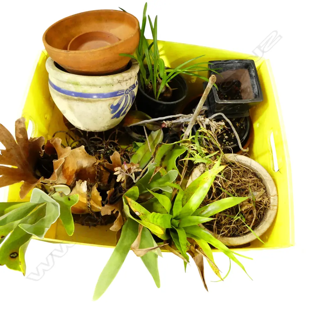 ASST. PLANTS Image 1++