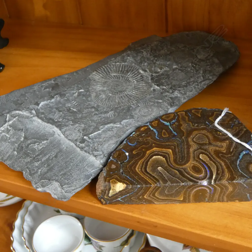 FOSSIL W.320mm + STONE SLICE Image 1++
