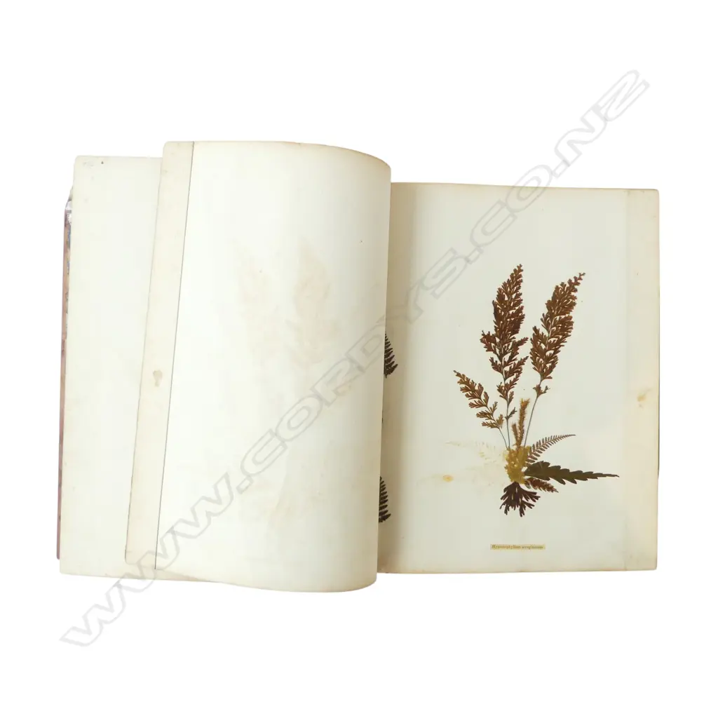 c1900 MOTTLE KAURI COVERED 'NEW ZEALAND FERNS' BOOK OF PRESSED NATIVE FLORA small chip to corner Image 1++