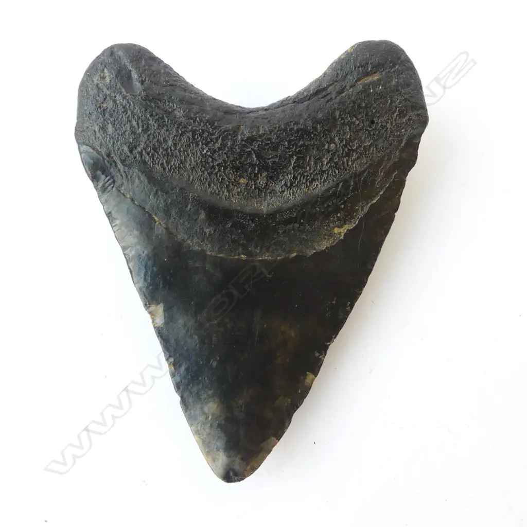 LARGE MEGALODON TOOTH 23-4 Million years old L.110mm  Image 1++