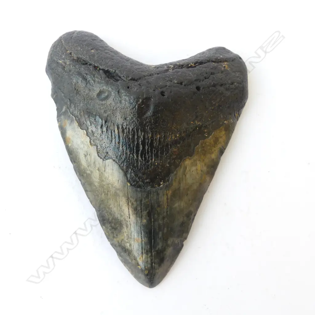 LARGE MEGALODON TOOTH 23-4 Million years old L.110mm  Image 1++