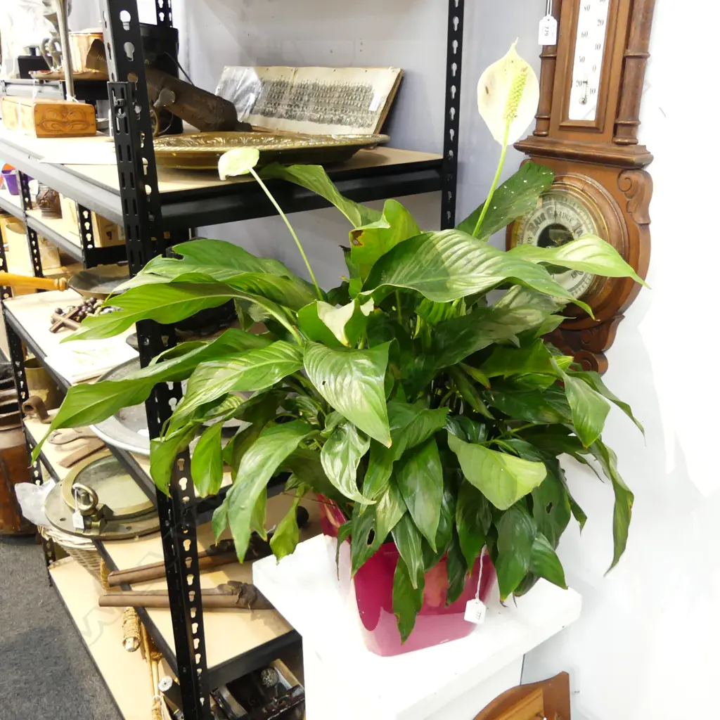 PEACE LILY Image 1++