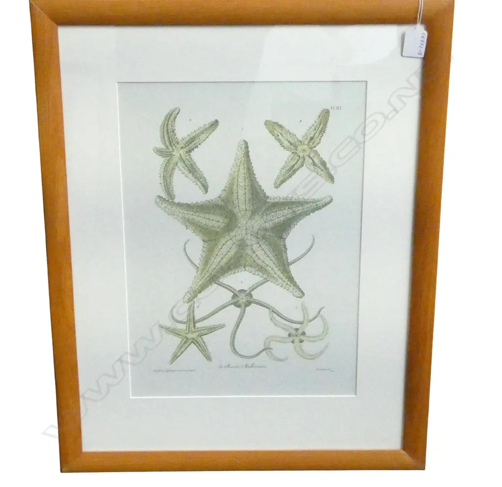 FRAMED NATURAL MARINE LIFE PRINT, 400 x 280 MM Image 1++