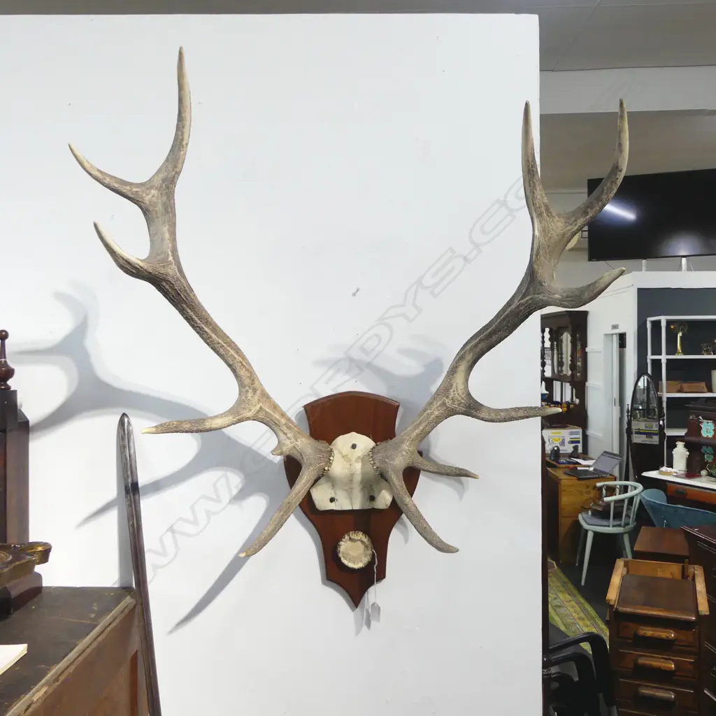 MOUNTED ANTLERS H.950mm Image 1++