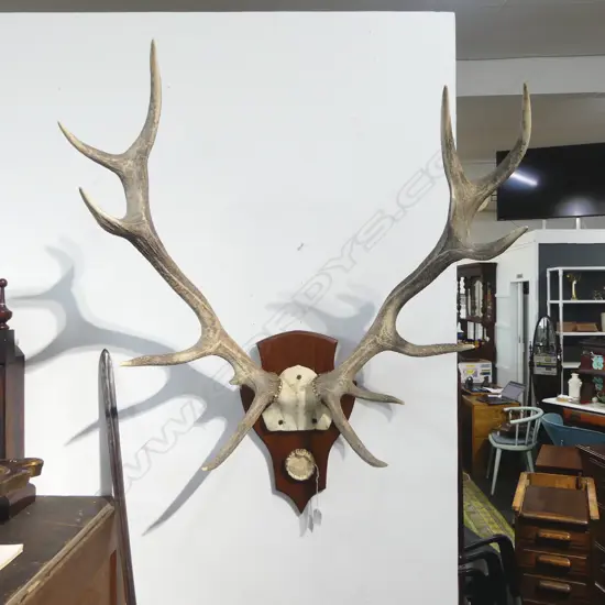 MOUNTED ANTLERS H.950mm