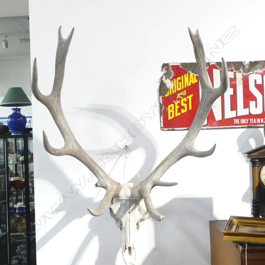 STAG HEAD H.1050mm Image 1++