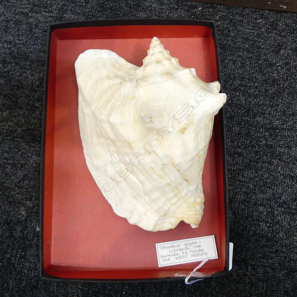 QUEEN CONCH SHELL (STROMBIS GIGAS) 235mm Image 1++