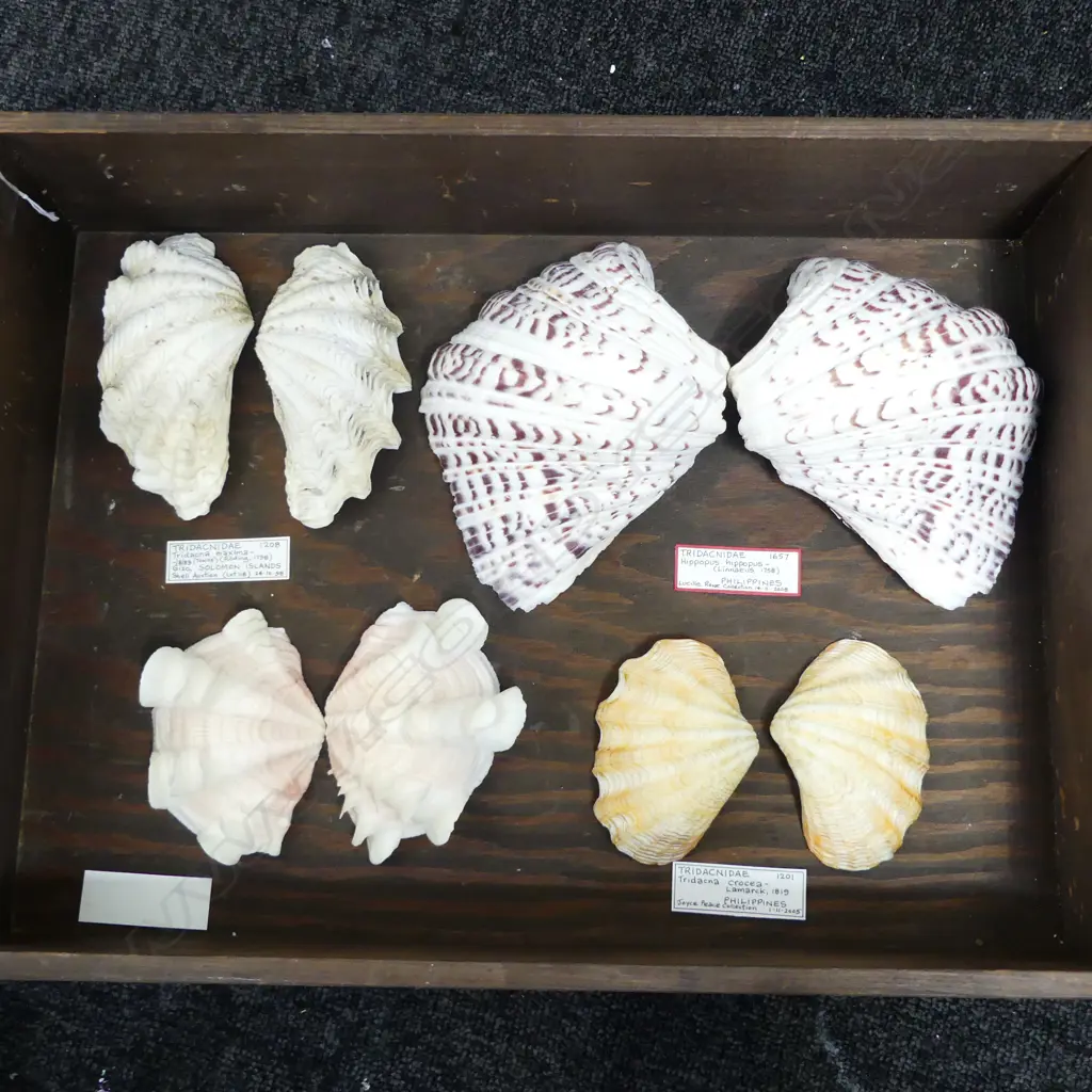 FOUR PAIRS OF CLAM SHELLS INCLUDING LARGE HIPPOPUS Image 1++