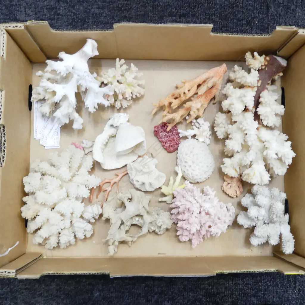 ASST. CORALS  Image 1++