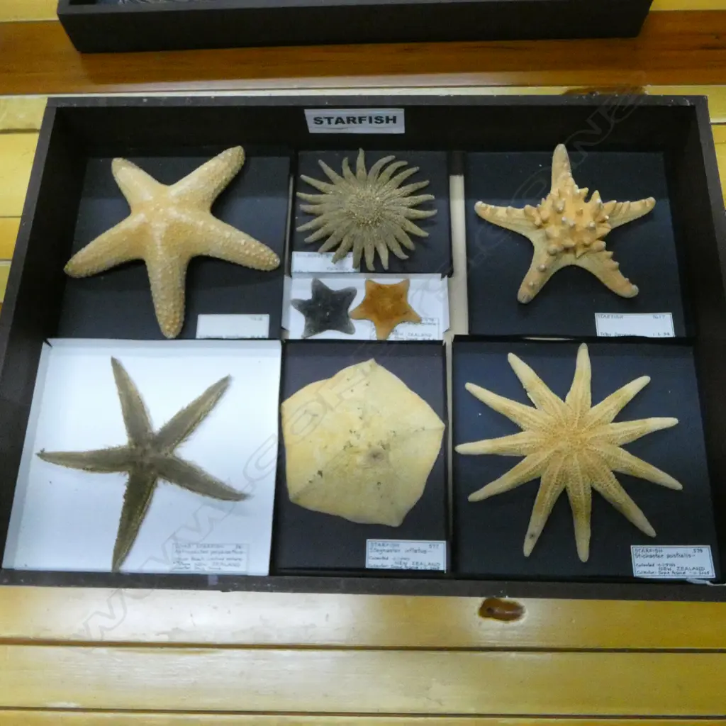 COLLECTION SEVEN STARFISH with informational labels Image 1++