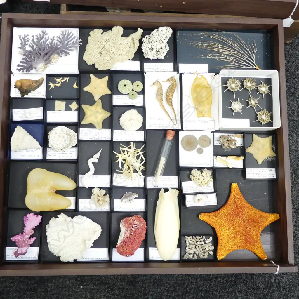 COLLECTION OF ASST. MARINE LIFE SPECIMENS with informational labels Image 1++