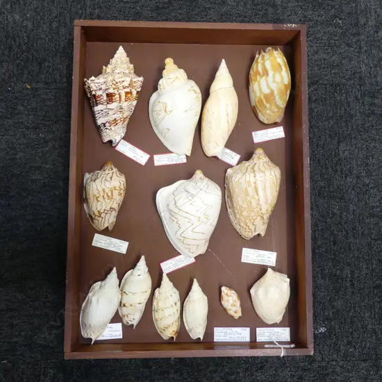 COLLECTION OF VOLUTE SHELLS with informational labels