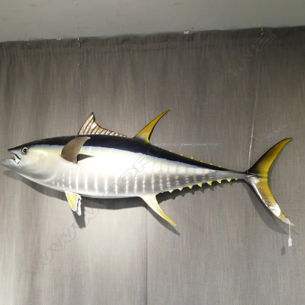 LG TAXIDERMY YELLOWFIN TUNA L.1450mm...Label verso: GLENN A. STEWART MARINE TAXIDERMIST minor loss to base of 1 fin Image 1++