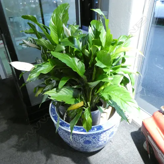 LG ORIENTAL B/W PLANTER H.430mm, 635mm dia + PEACE LILY PLANT