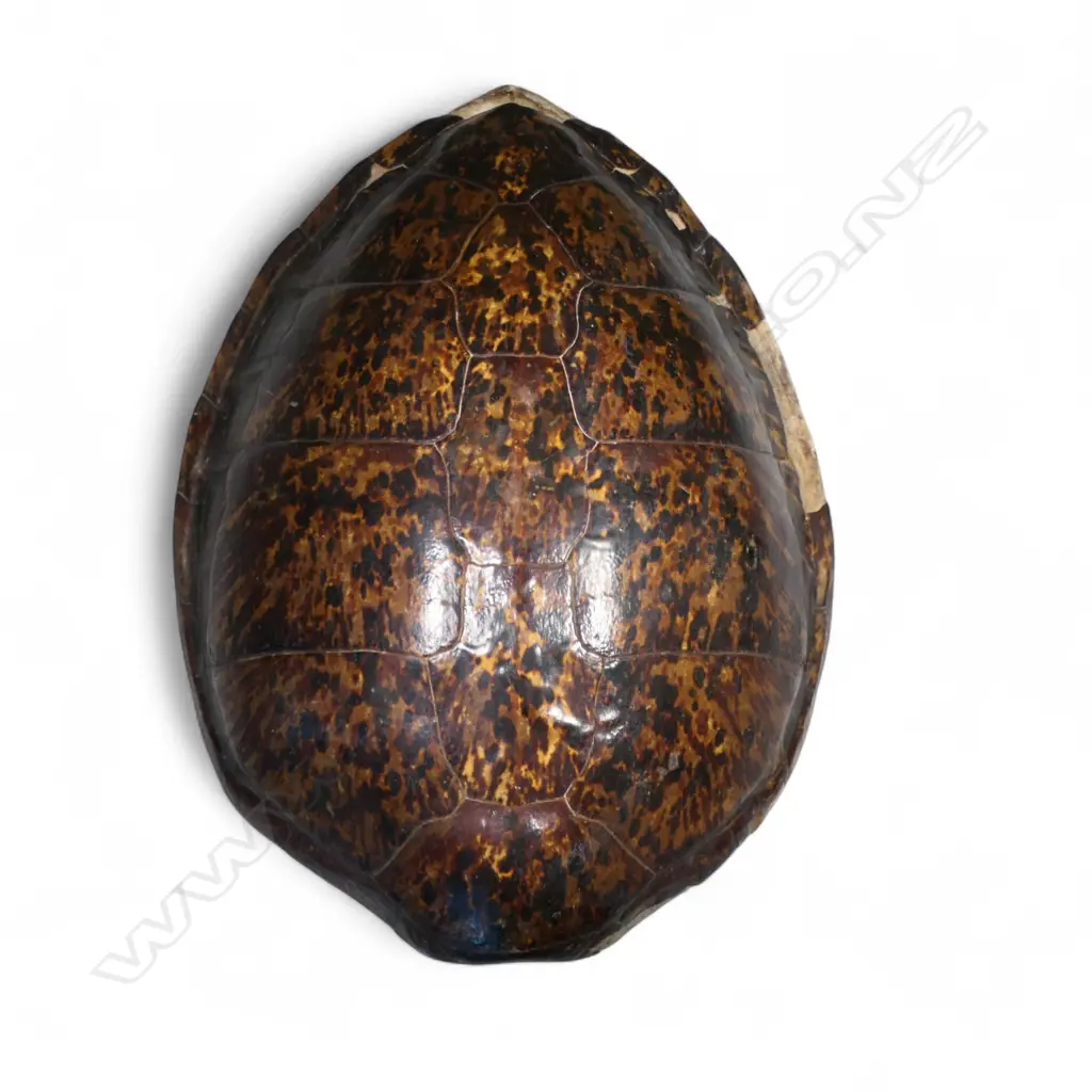 LARGE TURTLE SHELL. L.960, DIA.680mm Image 1++