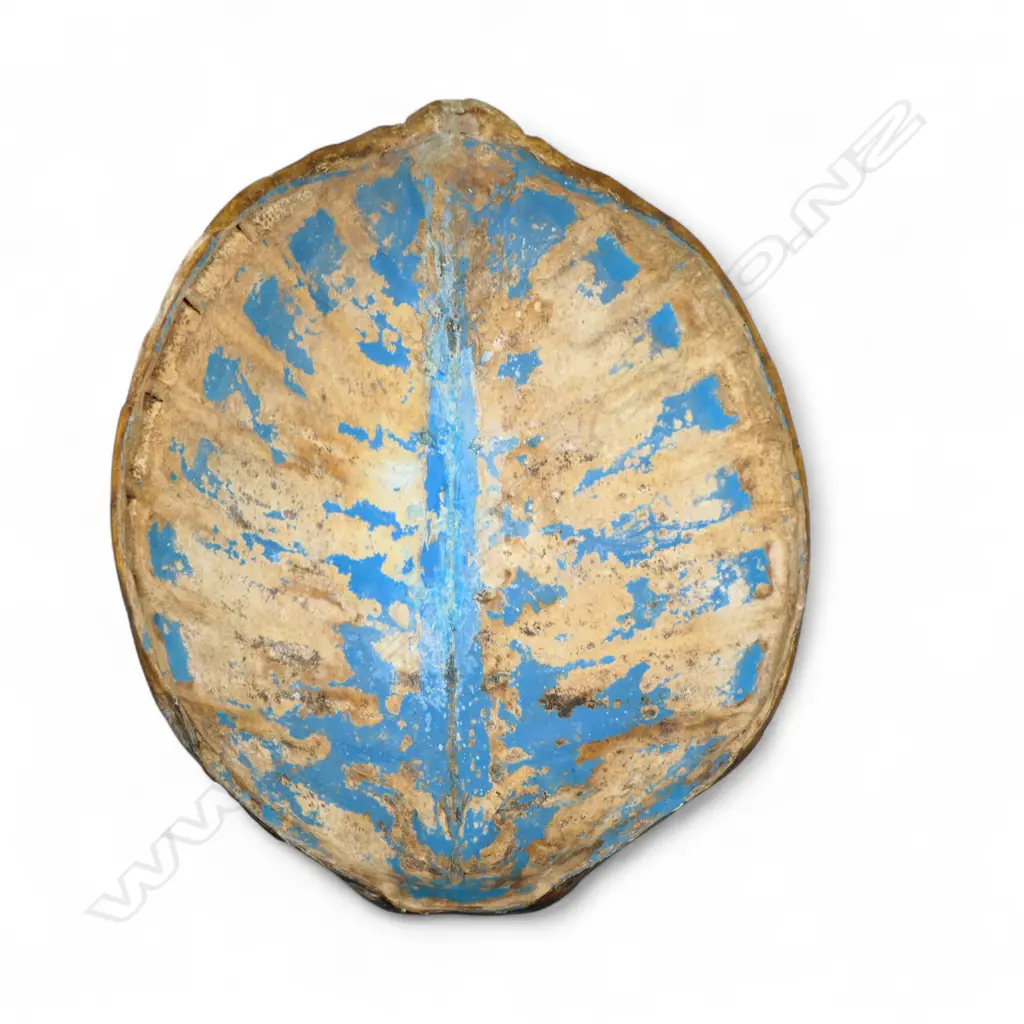 LARGE TURTLE SHELL. L.960, DIA.680mm Image 1++
