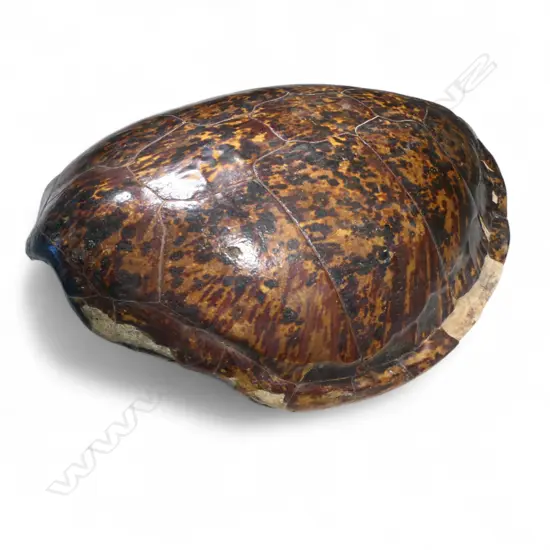 LARGE TURTLE SHELL. L.960, DIA.680mm
