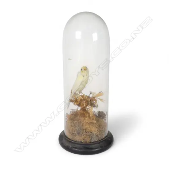 TAXIDERMED CANARY IN GLASS DOME H340MM