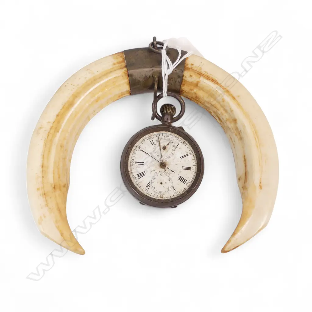 935 SILVER POCKET WATCH NO GLASS ON BOARS TUSK WATCH HOLDER Image 1++