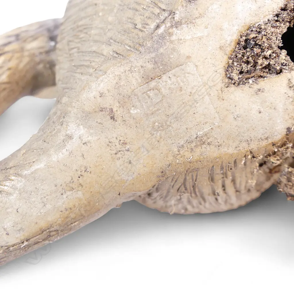 JAPANESE TERRACOTTA MONKEY H240MM Image 1++