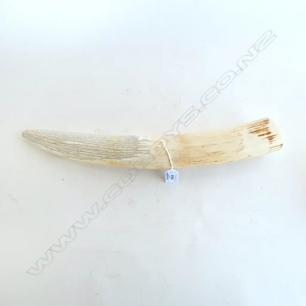 IVORY TUSK L.520mm STAND NOT INCLUDED Image 1++