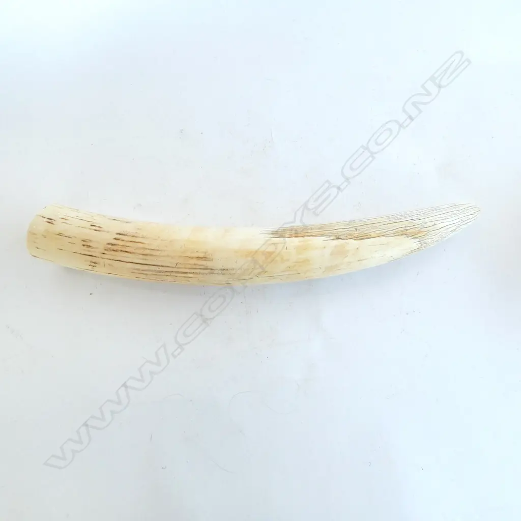 IVORY TUSK L.520mm STAND NOT INCLUDED Image 1++