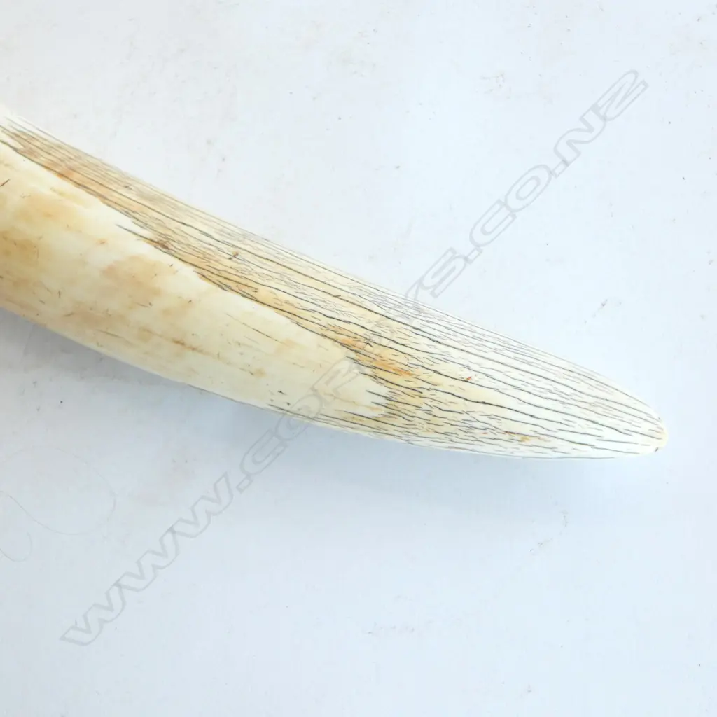 IVORY TUSK L.520mm STAND NOT INCLUDED Image 1++