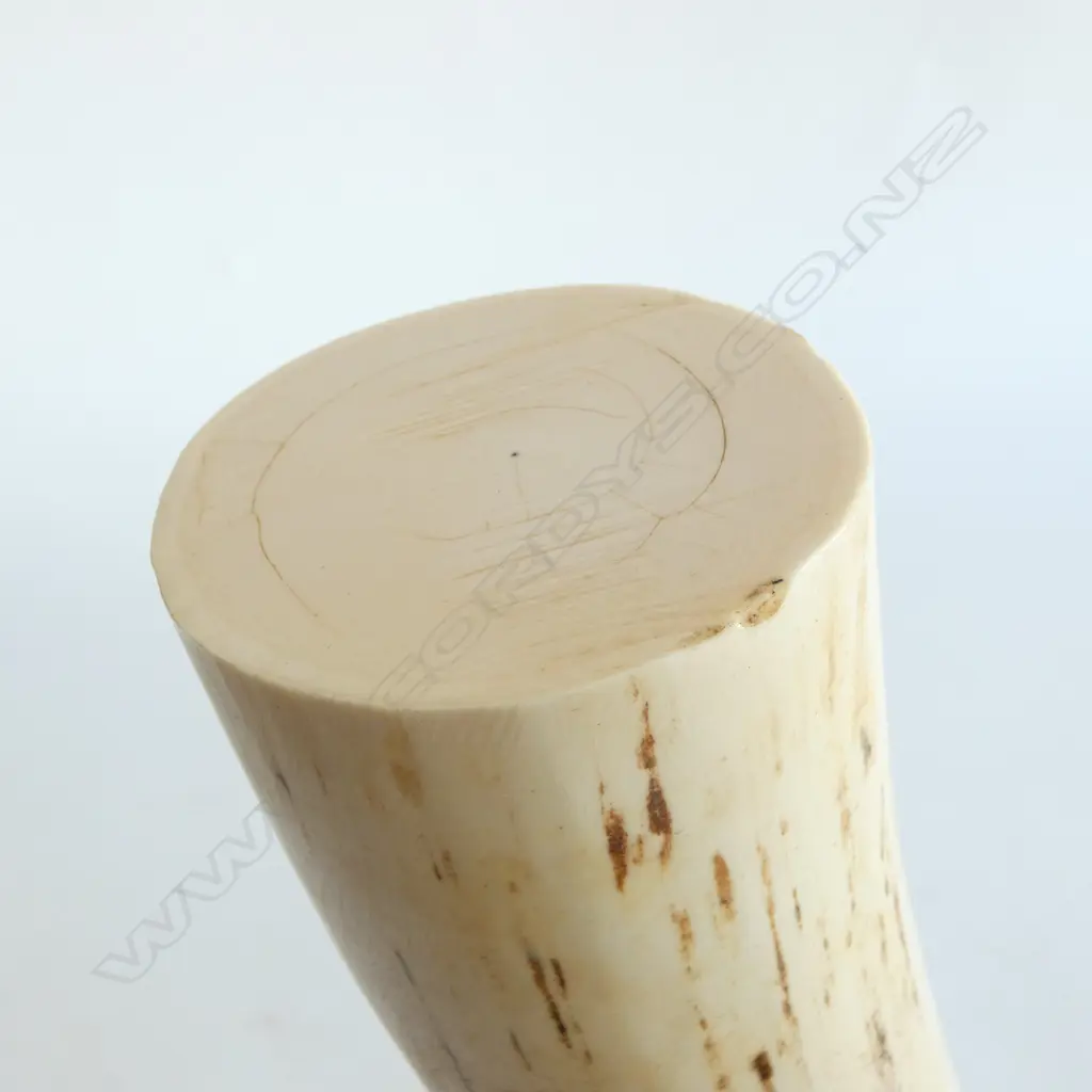 IVORY TUSK L.520mm STAND NOT INCLUDED Image 1++