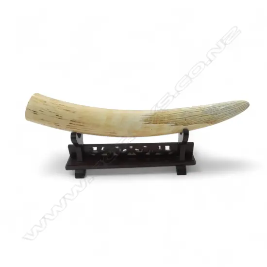 IVORY TUSK L.520mm STAND NOT INCLUDED