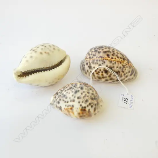 THREE COWRIE SHELLS, L.85-105MM