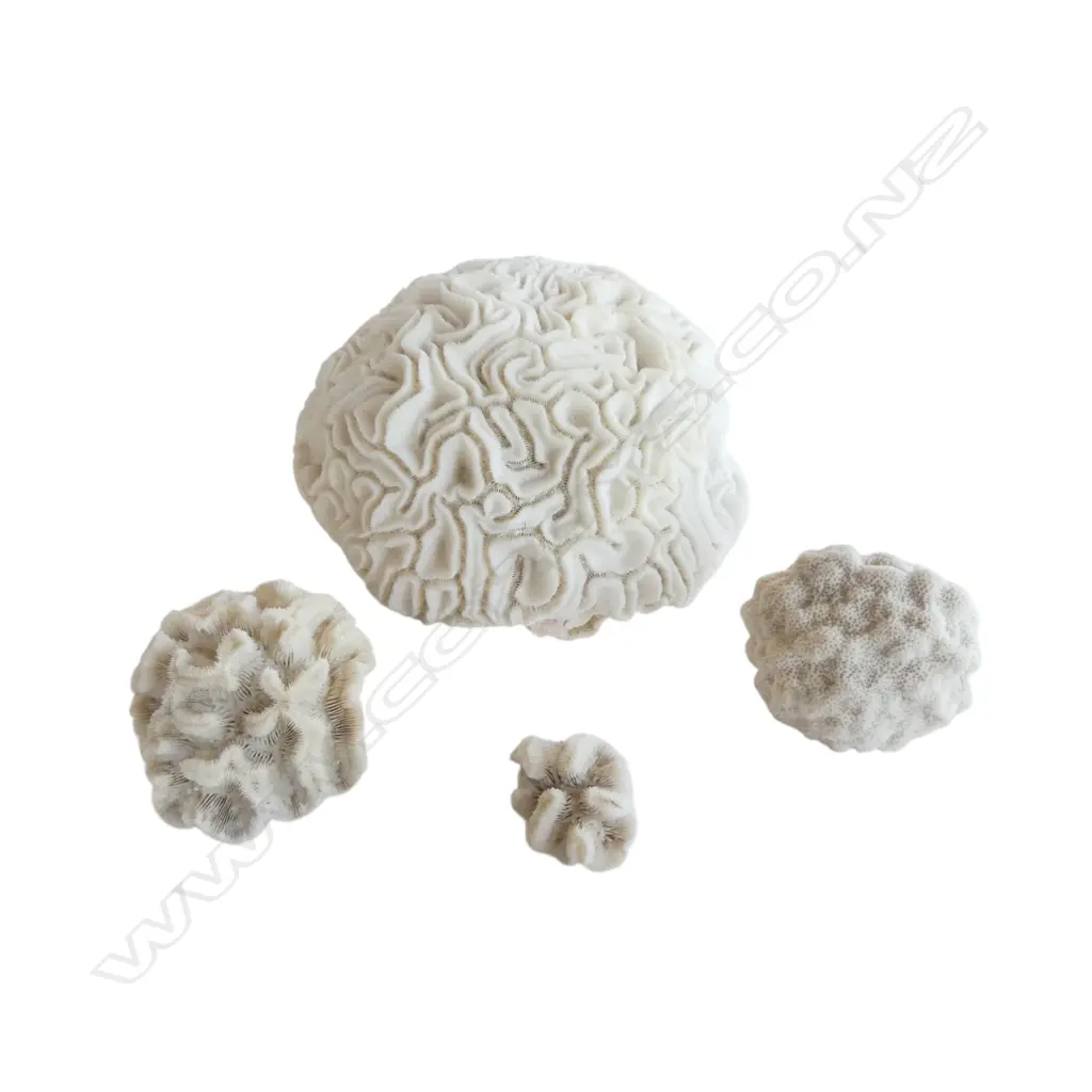 LARGE BRAIN CORAL of domed form Dia.180mm. + a few small specimens Image 1++