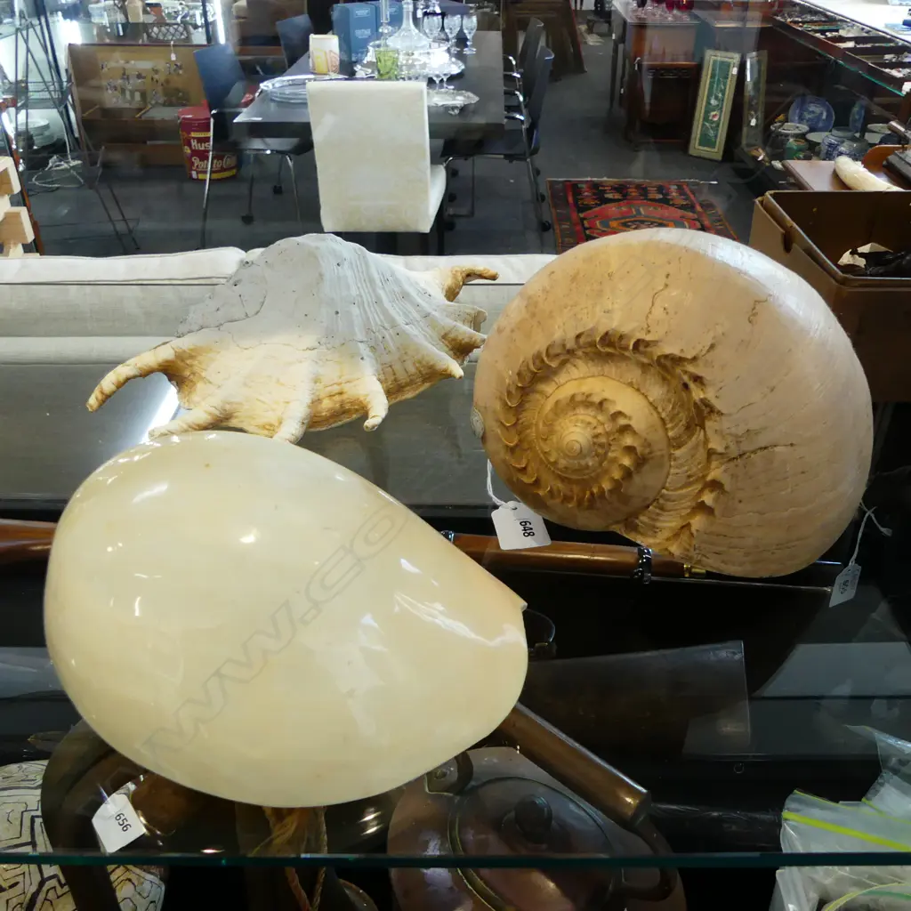 3 LARGE SHELLS Image 1++