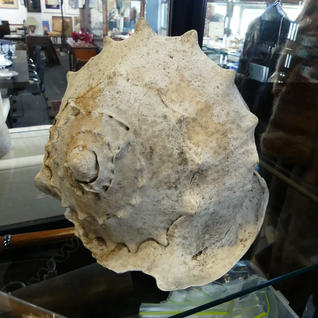 LG CONCH SHELL L.320mm Image 1++