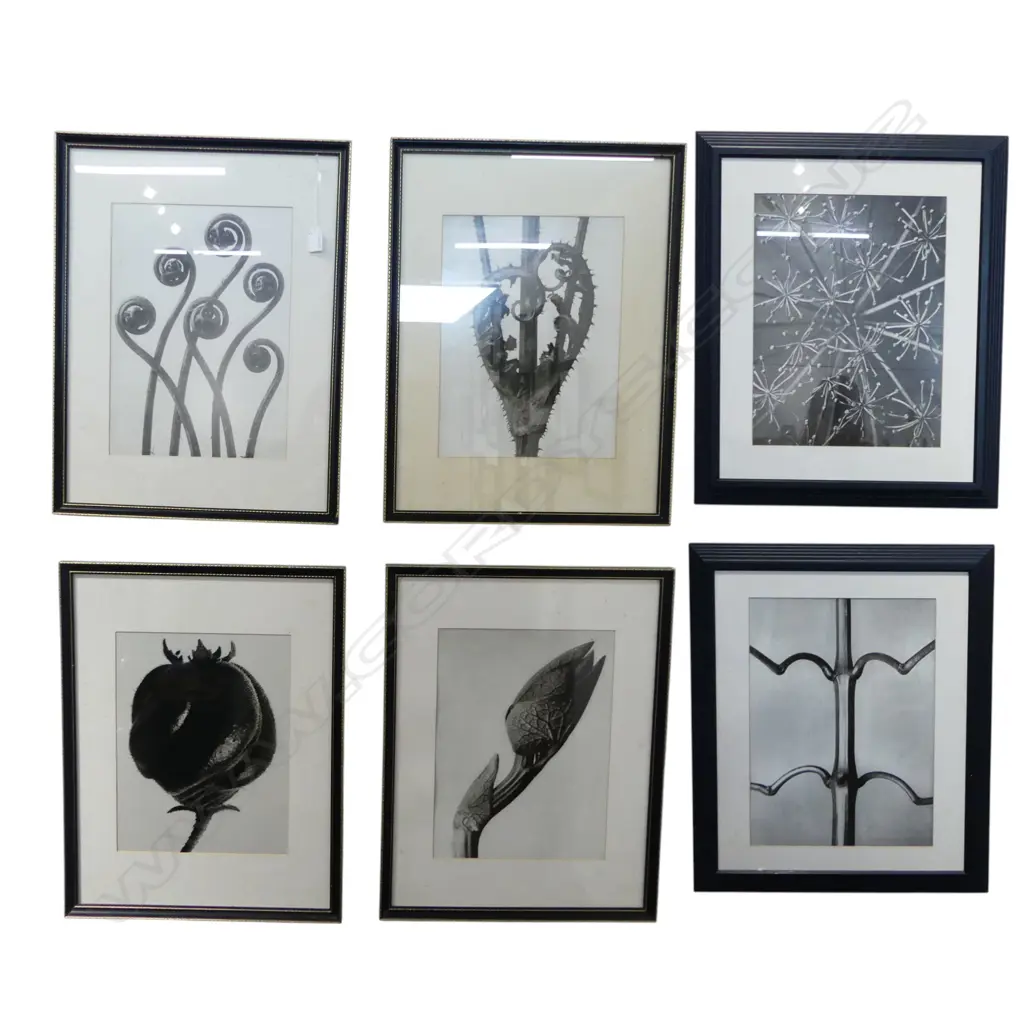 6 KARL BLOSSFELDT (1865 – 1932 PRINTS (4+2) 385x280mm Some foxing Image 1++