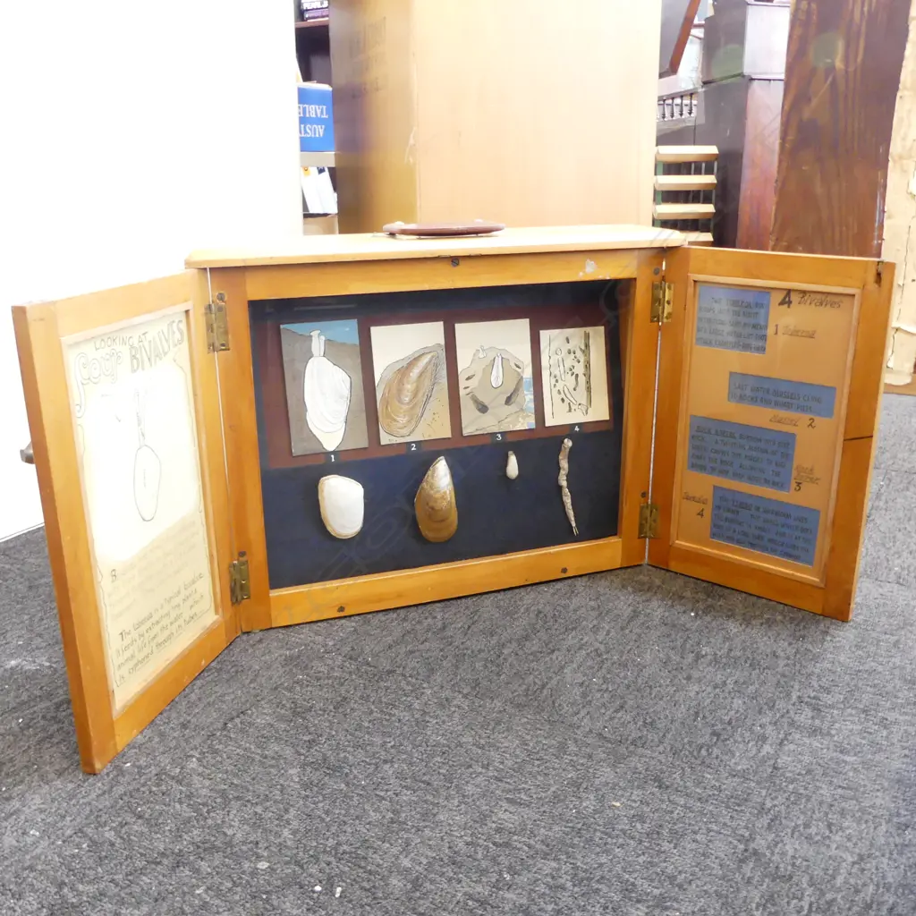 BIVALVES SHELL DISPLAY EX AUCKAND MUSEUM SCHOOL SERVICE 595x135x475mm Image 1++