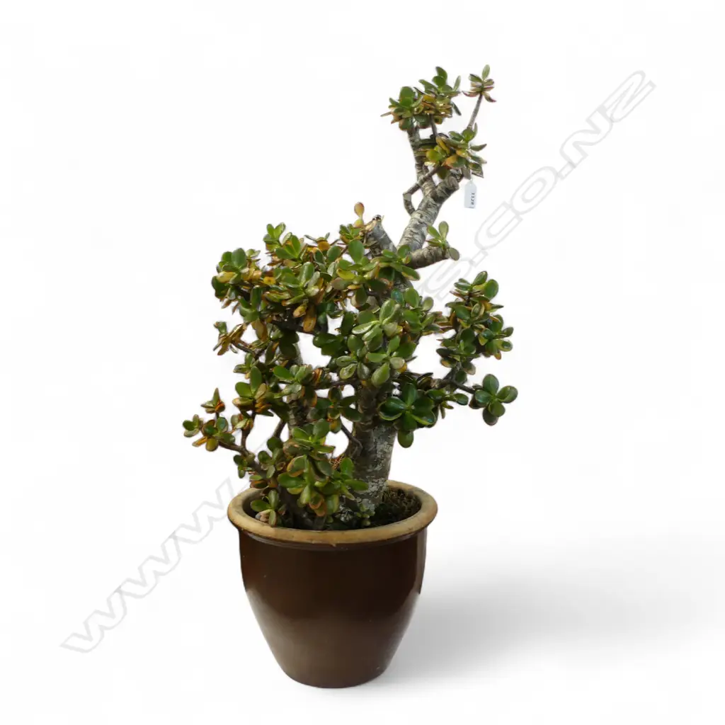 MONEY TREE H.850mm Image 1++