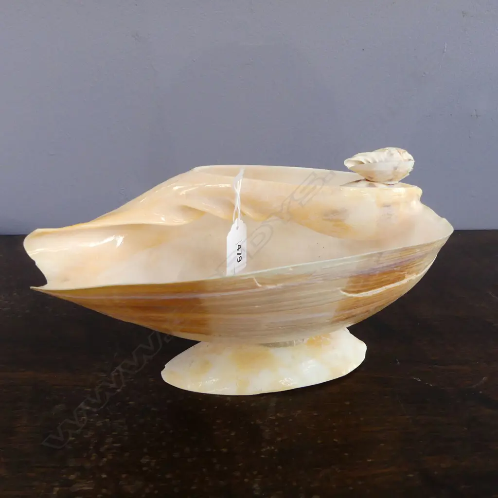 LGE BAILER SHELL cut & polished & on small shell for display & to function as a bowl L.330mm Image 1++