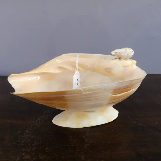 LGE BAILER SHELL cut & polished & on small shell for display & to function as a bowl L.330mm