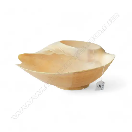 LGE BAILER SHELL cut & polished & on small shell for display & to function as a bowl L.330mm