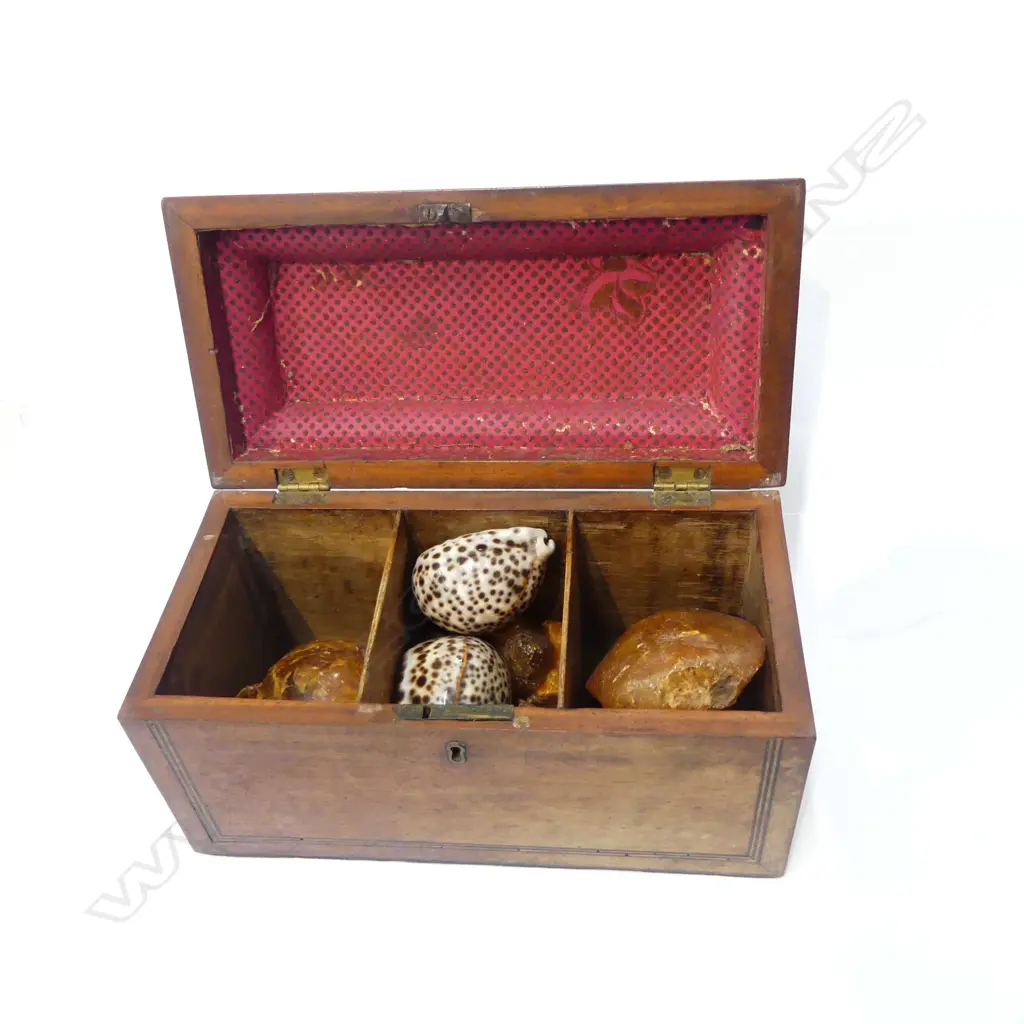 ANTIQUE TEA CADDY w. KAURI GUM & SHELLS W.280mm Image 1++
