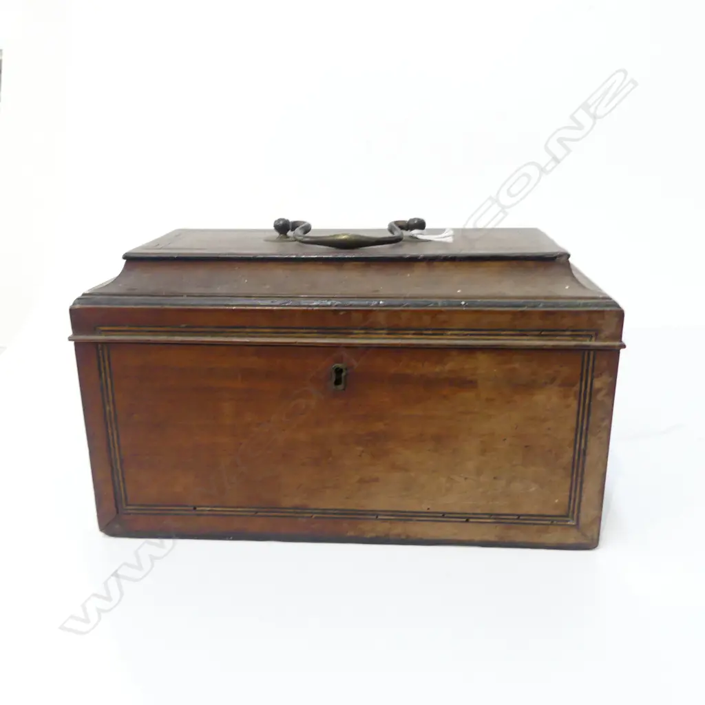 ANTIQUE TEA CADDY w. KAURI GUM & SHELLS W.280mm Image 1++