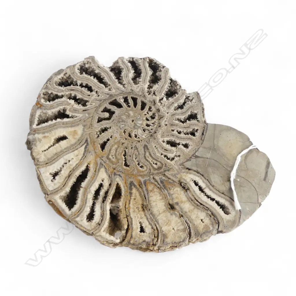 SHELL FOSSIL W.200mm Image 1++