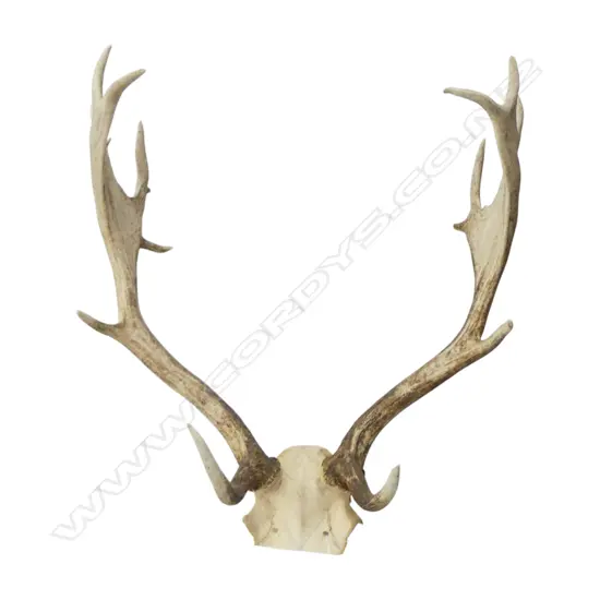 ANTLERS H.600mm W.500mm